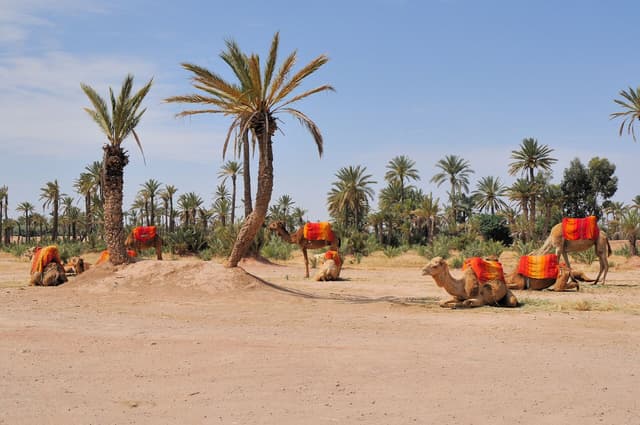 Tall date palms in the Palmeraie of Marrakech with a dirt track in warm afternoon light